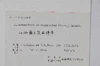 空心蓮子草藏品圖，第2張