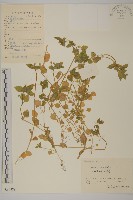 繁縷藏品圖，第1張