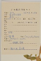 繁縷藏品圖，第2張