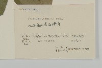 哥蘭葉藏品圖，第3張