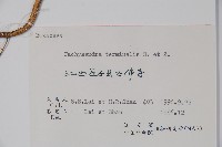 頂蕊三角咪藏品圖，第2張