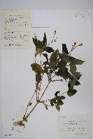 擬馬偕花、白接骨藏品圖，第1張