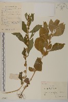 天名精藏品圖，第1張