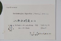 九頭獅子草藏品圖，第2張