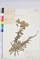 大戟藏品圖，第1張