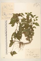 豨簽藏品圖，第1張