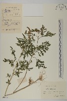 豬草、瘤果菊藏品圖，第1張