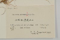 豬草、瘤果菊藏品圖，第3張