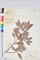 黔椆藏品圖，第1張