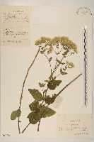 馬鞭草澤蘭藏品圖，第1張