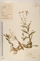 雞兒腸藏品圖，第1張