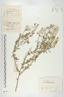 獨行菜藏品圖，第1張