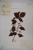 松田氏莢迷、宜昌莢迷藏品圖，第1張