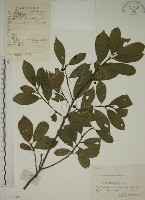 鈍齒鼠李藏品圖，第1張