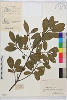 鈍齒鼠李藏品圖，第2張