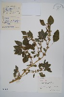 凹葉野莧菜藏品圖，第1張