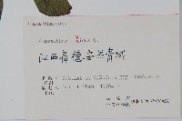 凹葉野莧菜藏品圖，第2張