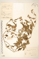 蔓黃菀藏品圖，第1張