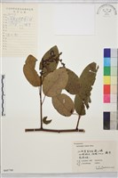 大葉勾兒茶藏品圖，第1張