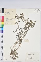 葉下珠、珠仔草藏品圖，第1張