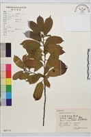 鈍齒鼠李藏品圖，第2張