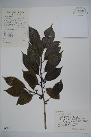 鐵冬青藏品圖，第1張