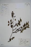 密毛假黃楊藏品圖，第1張