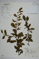 鼠李冬青、滿樹星藏品圖，第1張