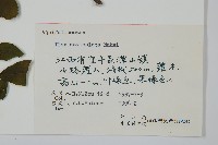 鼠李冬青、滿樹星藏品圖，第2張