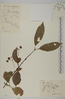 厚葉衛矛, 源一木藏品圖，第1張