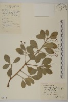 日本衛矛, 大葉黃楊藏品圖，第1張