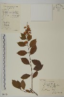 雷公藤藏品圖，第1張