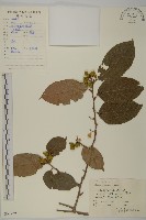 哥蘭葉藏品圖，第1張