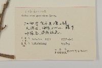 哥蘭葉藏品圖，第3張