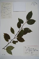 紫果冬青藏品圖，第1張