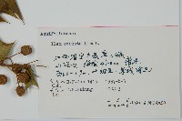 枸骨藏品圖，第2張