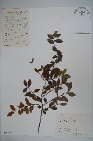 羅浮冬青、矮冬青藏品圖，第1張