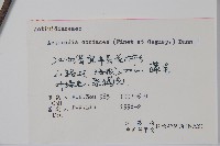 革葉獼猴桃藏品圖，第2張