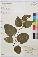 枳椇藏品圖，第1張