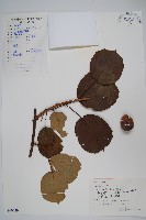 獼猴桃、奇異果藏品圖，第1張