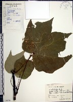 梧桐藏品圖，第1張