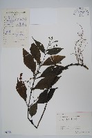 腺萼馬藍藏品圖，第1張