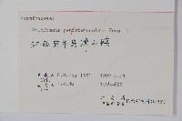 腺萼馬藍藏品圖，第2張