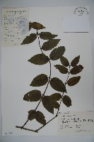 裡白忍冬、紅腺忍冬藏品圖，第1張