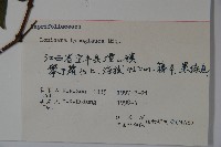 裡白忍冬、紅腺忍冬藏品圖，第2張