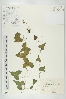 老鼠冬瓜藏品圖，第1張