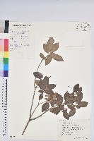 馬銀花藏品圖，第1張