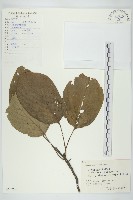 燈臺樹藏品圖，第1張