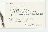 燈臺樹藏品圖，第3張