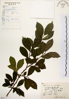 灰木藏品圖，第1張